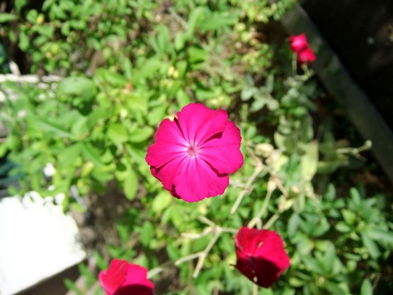DSCF3119