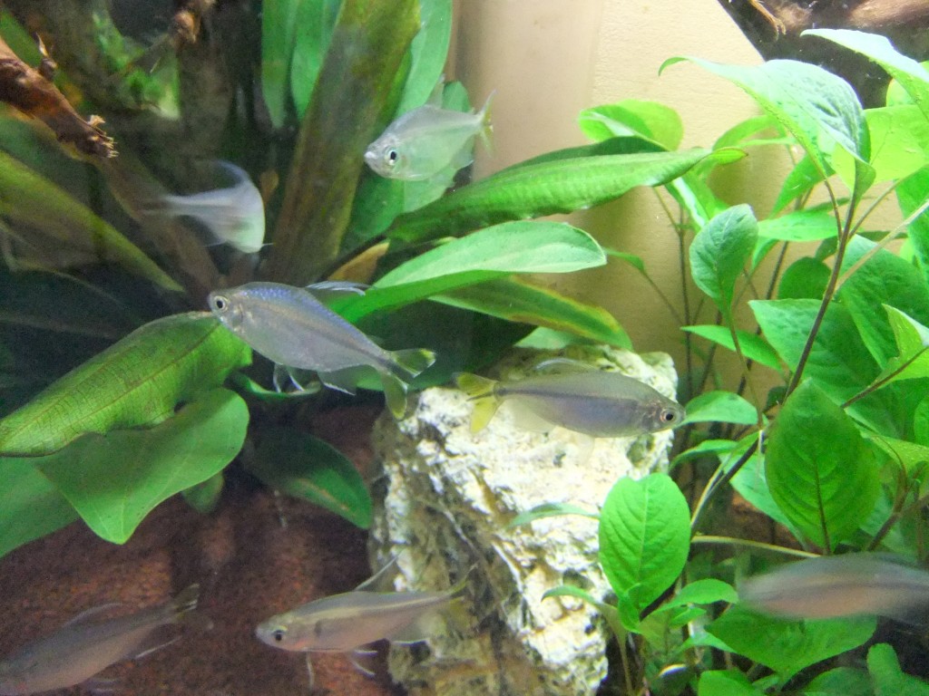 DSCF1285-1024