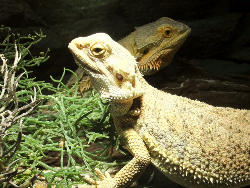 DSCF1306-1024
