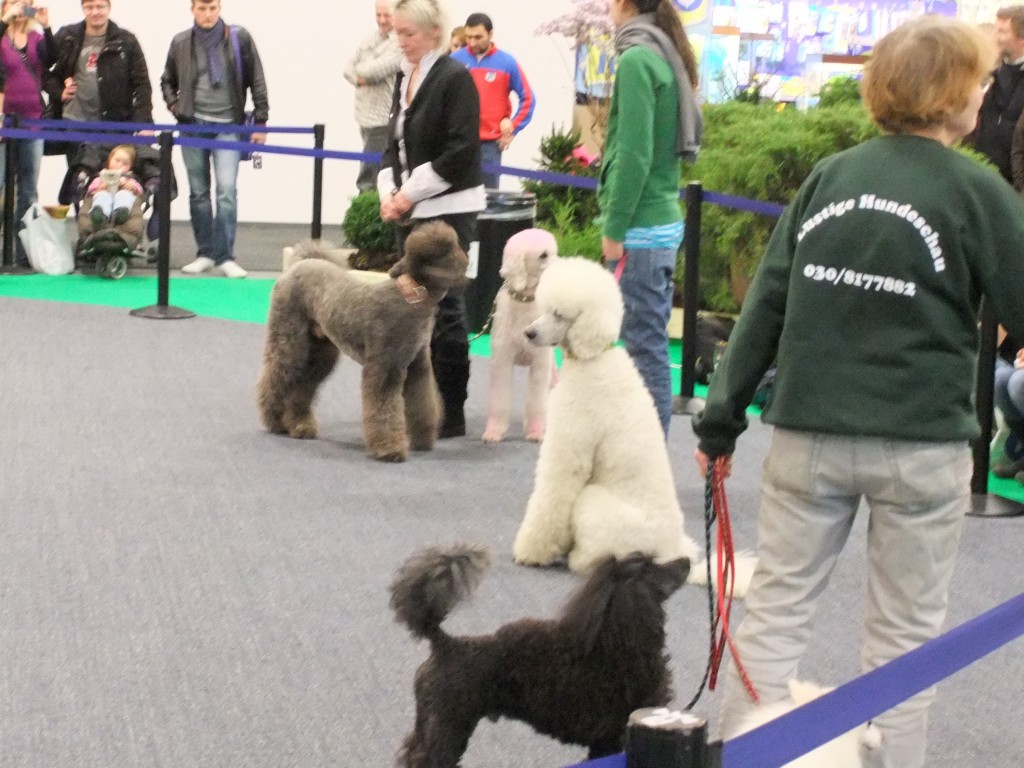 DSCF1311-1024