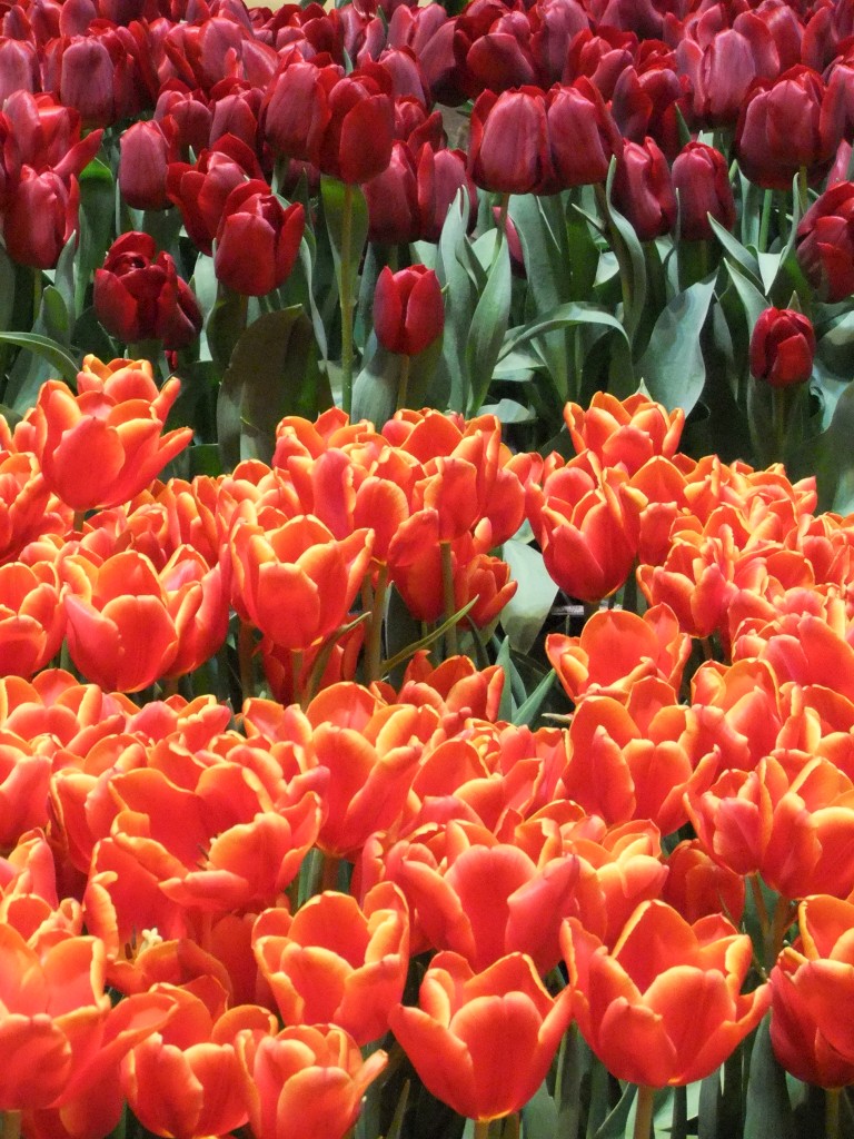DSCF1343-1024