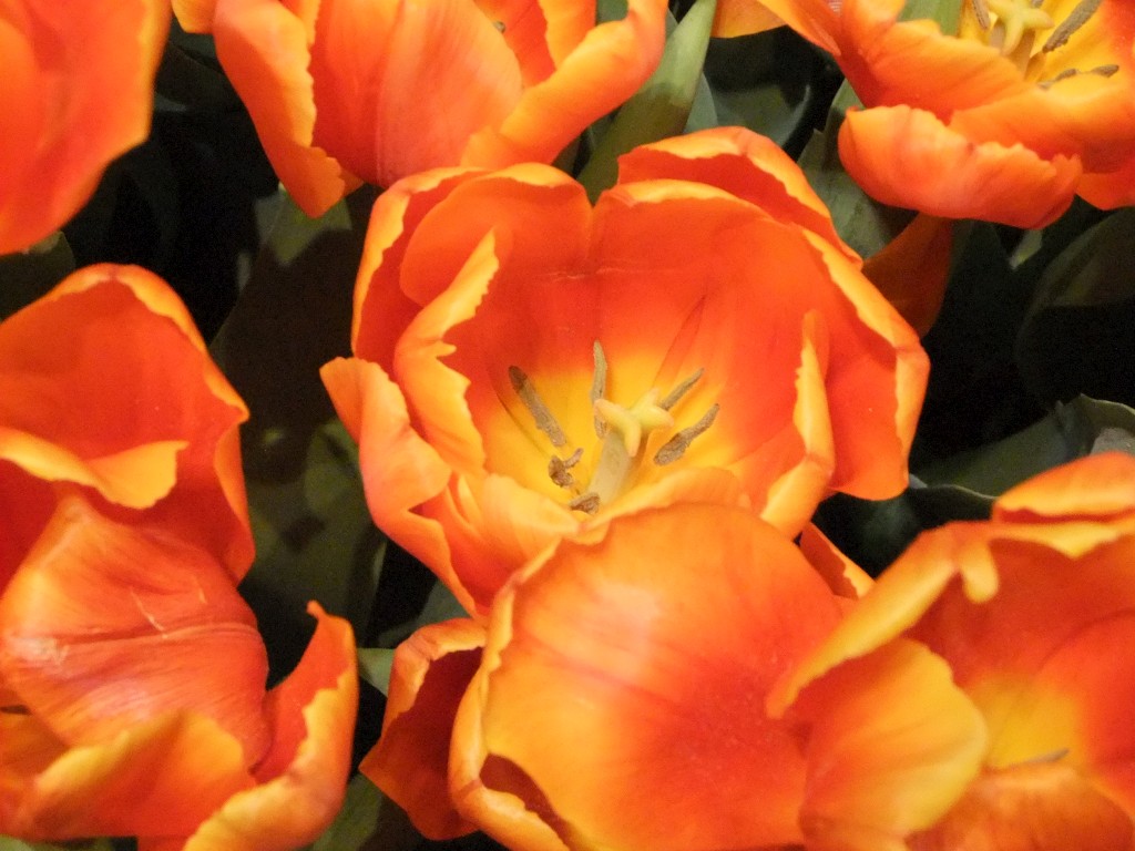 DSCF1345-1024