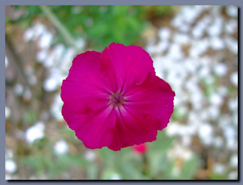 DSCF4598