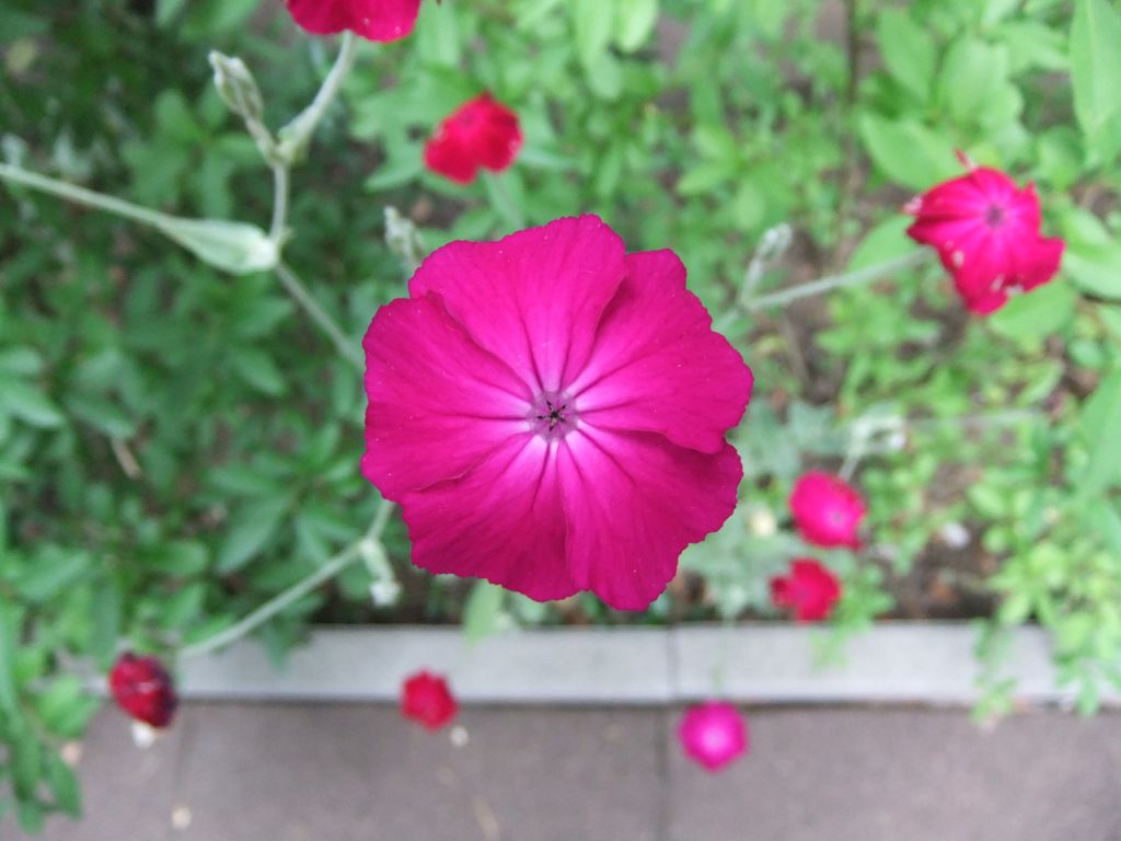 DSCF2641
