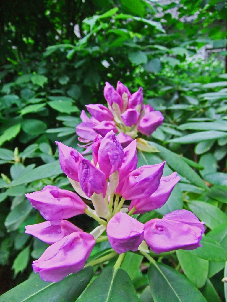 DSCF2224