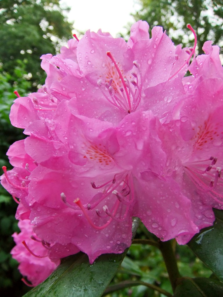 DSCF2232