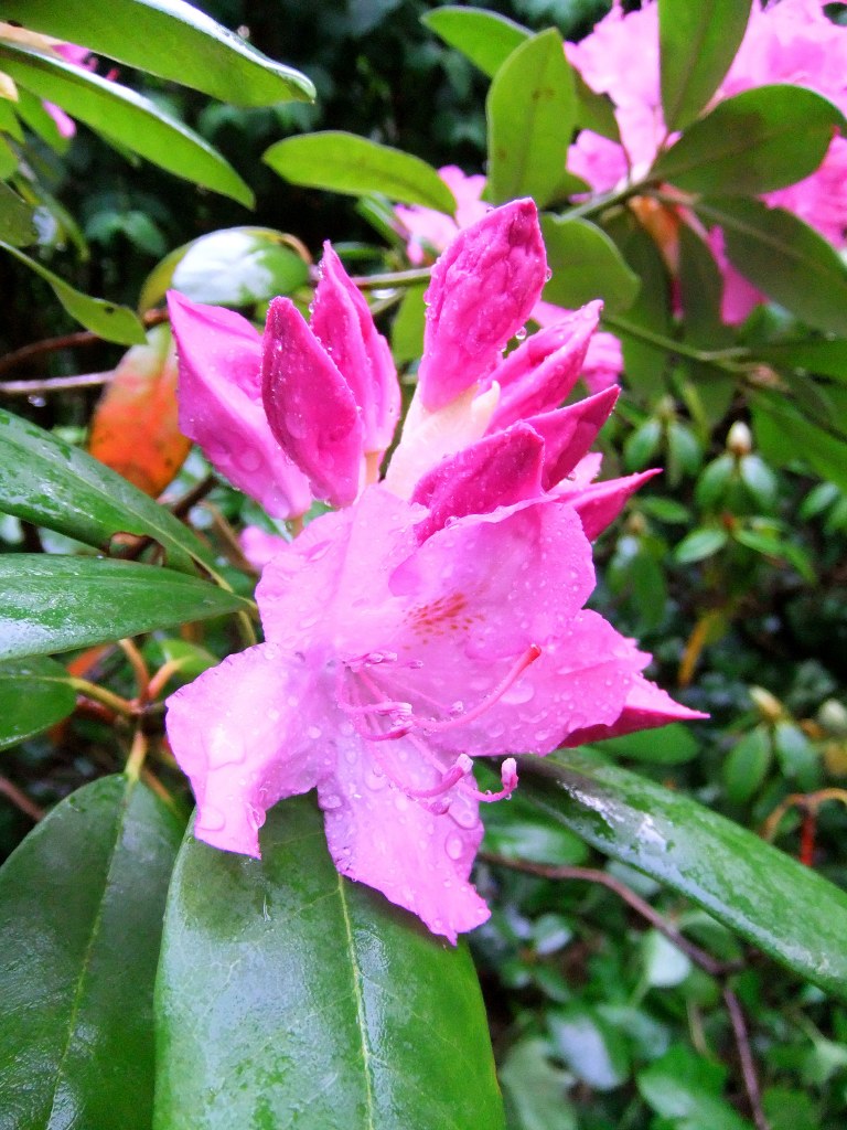 DSCF2235